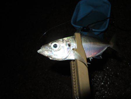 アジ釣れだしました