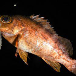 本日もメバリング