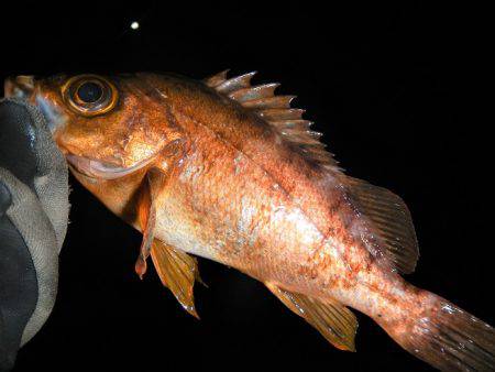 本日もメバリング