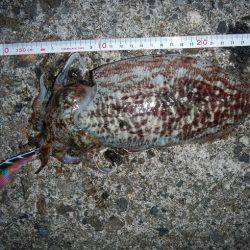 コウイカエギング