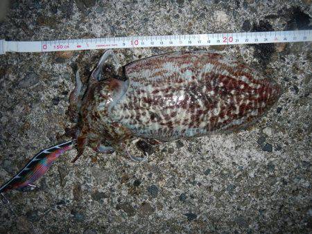 コウイカエギング