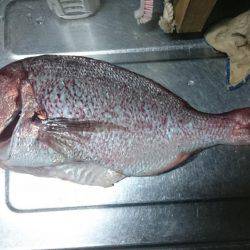 初 海上釣り堀紀州