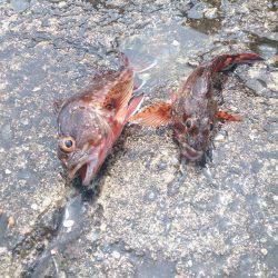 宝くじに当たりたいよ！