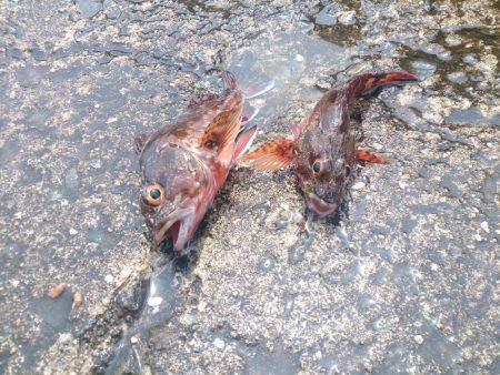 宝くじに当たりたいよ！