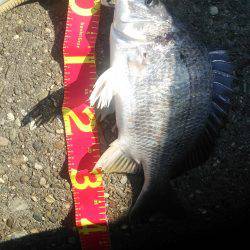 デイチニングーでこつこつと！