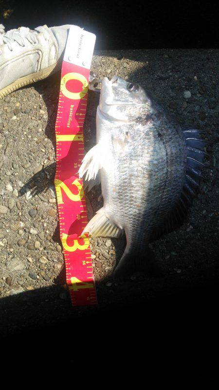 デイチニングーでこつこつと！