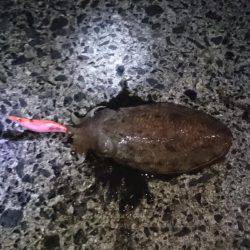 良型ガシラがちらほら