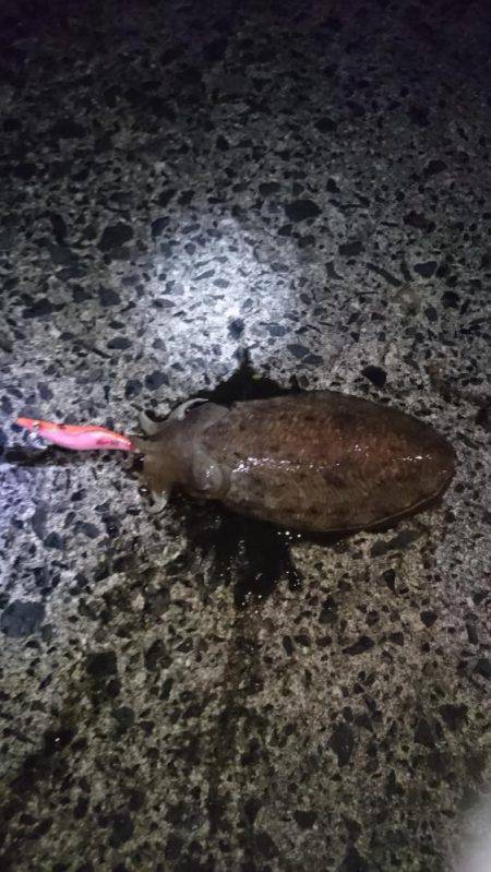 良型ガシラがちらほら