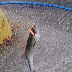 停泊船ゲ―ム開幕