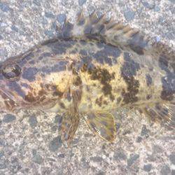 今日も夕マヅメ狙い