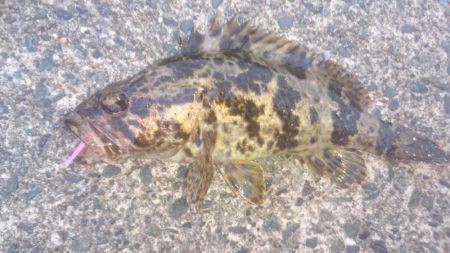 今日も夕マヅメ狙い