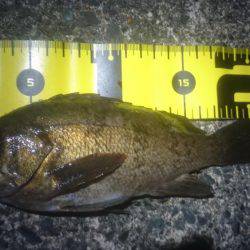 穏やかな夕マヅメ