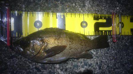 穏やかな夕マヅメ