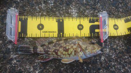 ロックフィッシング