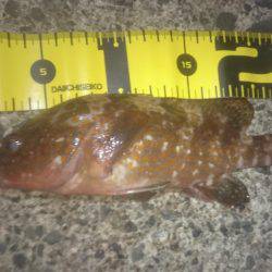 ロックフィッシング