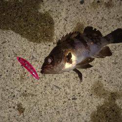 メバルプラッキング