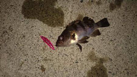 メバルプラッキング