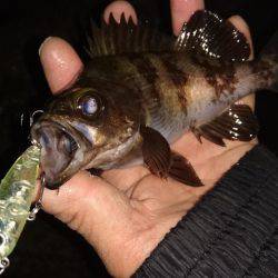 メバルプラッキング