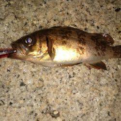 連日メバルプラッキング