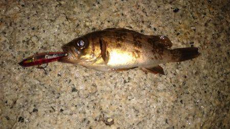 連日メバルプラッキング