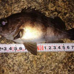 メバルプラッキング