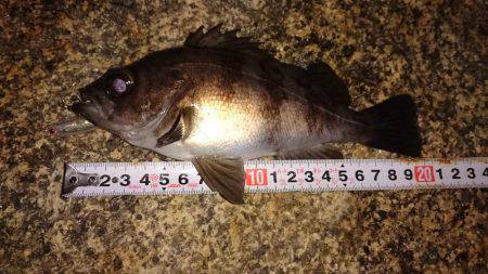 メバルプラッキング