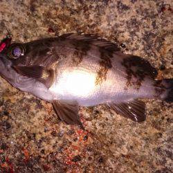 メバルプラッキング