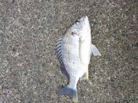 チニングでキビレ