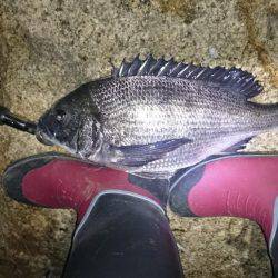 淀川キビレ2017年4月2日マチヌ