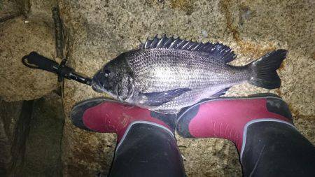 淀川キビレ2017年4月2日マチヌ