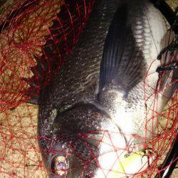 淀川キビレはじまってますよ！マチヌ3枚！