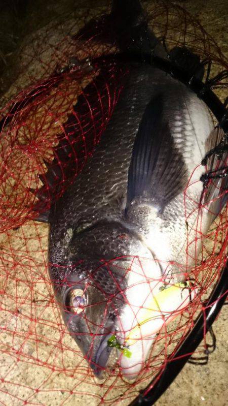 淀川キビレはじまってますよ！マチヌ3枚！