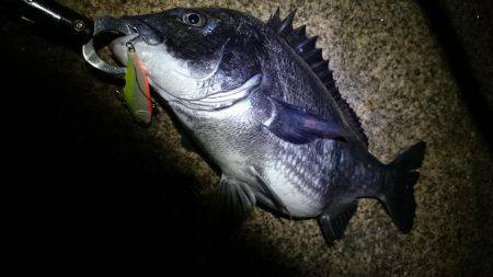 淀川キビレ始まりました！