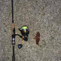 連日のメバリング