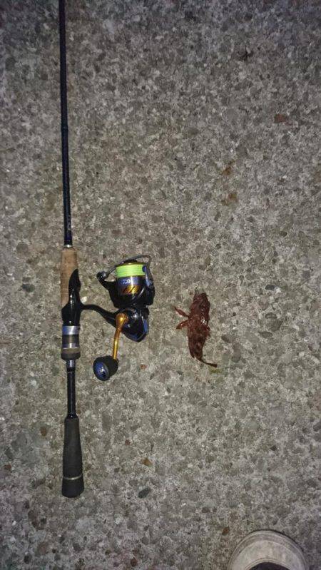 連日のメバリング