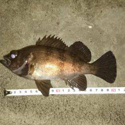 霧の中のメバリング