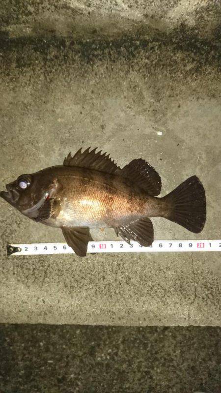 霧の中のメバリング