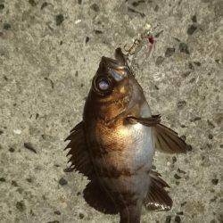 早朝メバリング