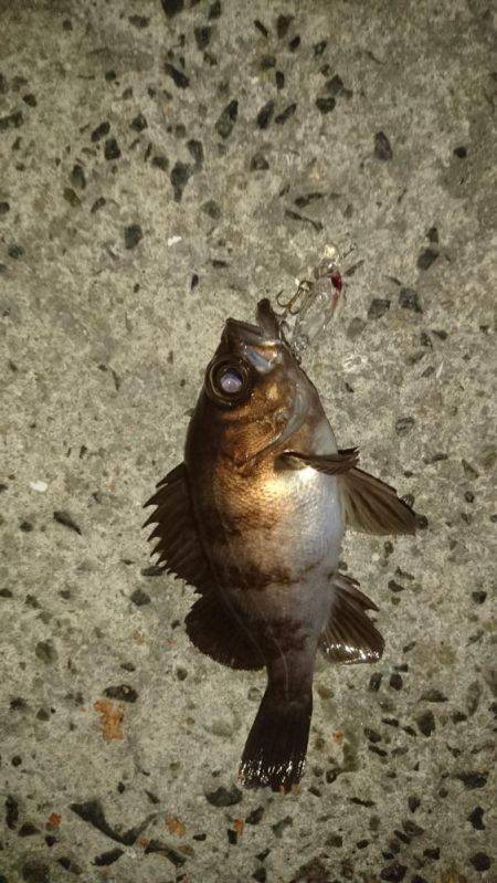 早朝メバリング