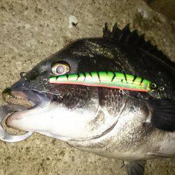 淀川キビレ、マチヌ！！！！！