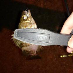 アジング釣行記