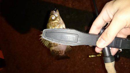 アジング釣行記