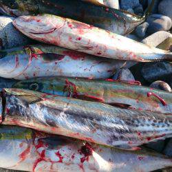 ツバス・サゴシ