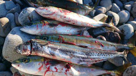 ツバス・サゴシ