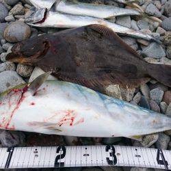 ツバス・サゴシ・ヒラメ