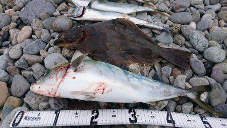 ツバス・サゴシ・ヒラメ