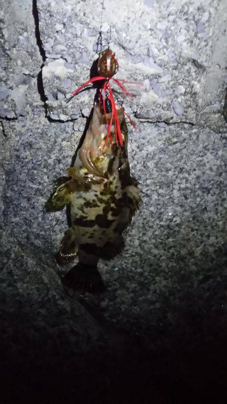 タケノコメバル