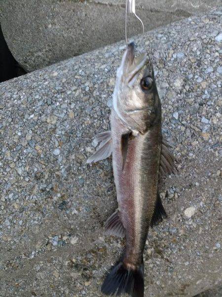 今年初の二桁！！