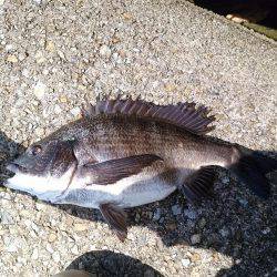 乗っ込み真っ最中！！