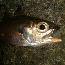 爆風で釣りにくい